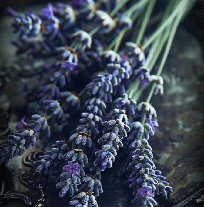 L’ Incanto degli Incensi